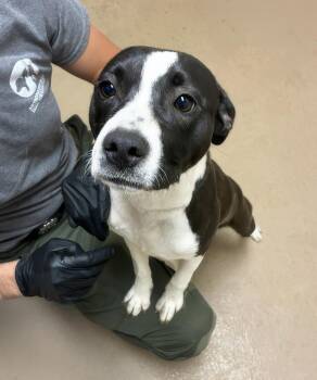 Deebo -  Mixed Breed Dog for Adoption in Nashville, Tennessee - Deebo | PetCurious