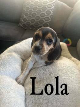 Beagle Dogs Available for Adoption in Union Grove, Wisconsin - Lola | PetCurious