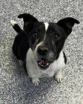 Boston Terrier Dogs Available for Adoption - Rosie | PetCurious