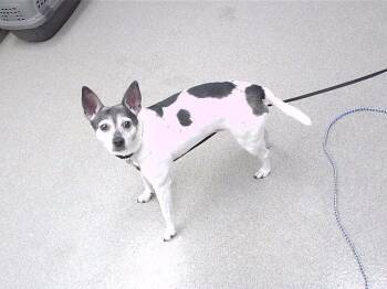 Parson Russell Terrier and Rat Terrier Dogs Available for Adoption in Omaha, Nebraska - ZOEY | PetCurious