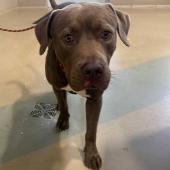 Mac Jr. -  Mixed Breed Dog for Adoption in Winston-salem, North Carolina - Mac Jr. | PetCurious