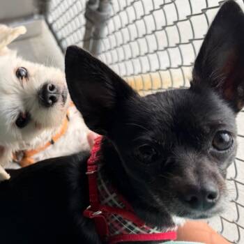 Beauty (Bonded w Cutter) -  Chihuahua Dog for Adoption in Wilmington, Delaware - Beauty (Bonded W Cutter) | PetCurious