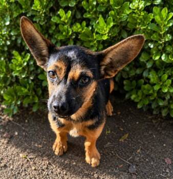 Cami -  Mixed Breed Dog for Adoption in Seattle, Washington - Cami | PetCurious