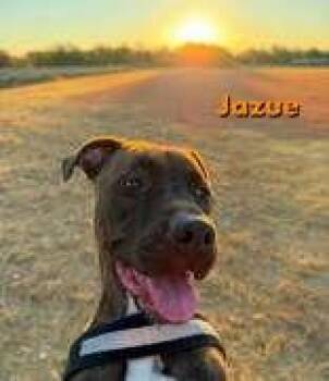 Jazue -  Pit Bull Terrier Dog for Adoption in Denton, Texas - Jazue | PetCurious
