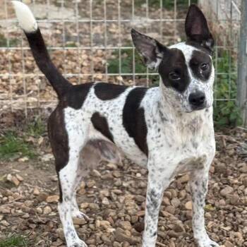 Dasher -  Australian Cattle Dog Blue Heeler Dog for Adoption in Watertown, Connecticut - Dasher | PetCurious