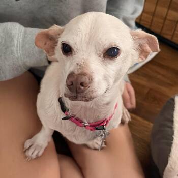 Krause -  Chihuahua Dog for Adoption - Krause | PetCurious