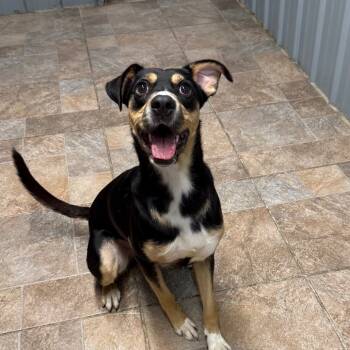 Rescue Rottweiler and German Pinscher Dogs for Adoption in Homer, New York - Keegan | PetCurious