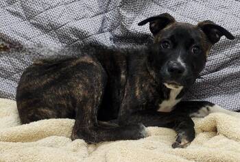 Rescue Labrador Retriever Dogs for Adoption in Little Rock, Arkansas - Radley | PetCurious