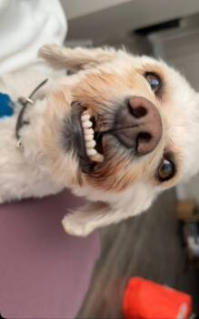 Bichon Frise Dogs Available for Adoption in Aurora, Colorado - Sandy | PetCurious