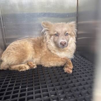 Rescue Mixed Breed Dogs for Adoption in Memphis, Tennessee - Ice | PetCurious