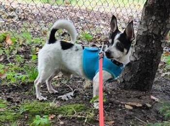 Jerry -  Chihuahua Dog for Adoption in Monroe, Virginia - Jerry | PetCurious