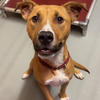 Winnie -  Mixed Breed Dog for Adoption in Saint Charles, Missouri - Winnie | PetCurious