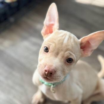 Terrier Dogs Available for Adoption - Rueben | PetCurious
