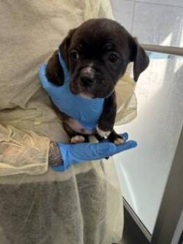 Mixed Breed Dogs Available for Adoption in Schenectady, New York - Mug | PetCurious