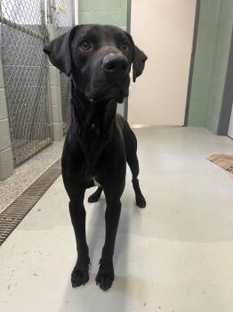 Pete -  Black Labrador Retriever Dog Available for Adoption in Boyne City, Michigan - Pete | PetCurious