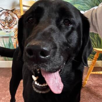 Nola -  Black Labrador Retriever Dog for Adoption in Huntsville, Alabama - Nola | PetCurious