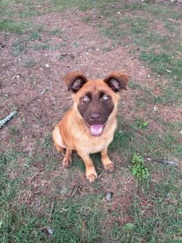Moose / Petey -  Shepherd and Golden Retriever Dog for Adoption in Little Rock, Arkansas - Moose / Petey | PetCurious