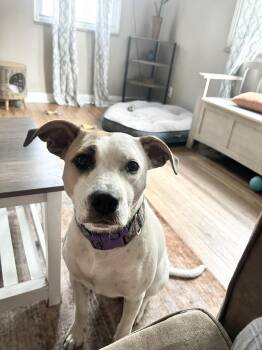 Holly -  Mixed Breed Dog for Adoption in Oregon, Ohio - Holly | PetCurious