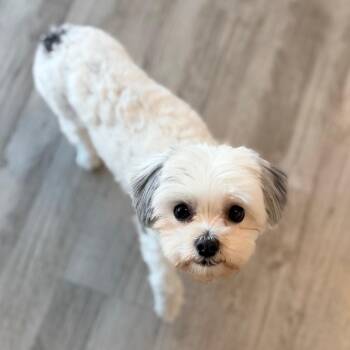 Portia -  Maltese Dog for Adoption in Green Bay, Wisconsin - Portia | PetCurious