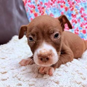 Mixed Breed Dogs Available for Adoption - Moss | PetCurious