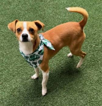 Chihuahua and Terrier Dogs Available for Adoption - Ziggy | PetCurious