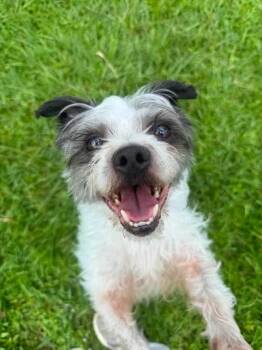Humphrey -  Maltese Dog for Adoption in Wilmington, North Carolina - Humphrey | PetCurious