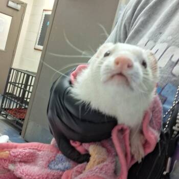 SIR WIGGLEWORTH -  Mixed Breed Dog for Adoption in Memphis, Tennessee - SIR WIGGLEWORTH | PetCurious