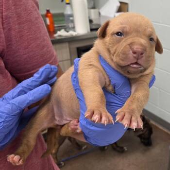 Jif -  Mixed Breed Dog for Adoption in Chattanooga, Tennessee - Jif | PetCurious