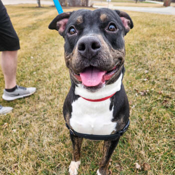 Rescue Staffordshire Bull Terrier Dogs for Adoption in Des Moines, Iowa - Tizzy | PetCurious