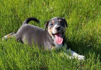 Terrier Dogs Available for Adoption in WDM, Iowa - Fennel | PetCurious