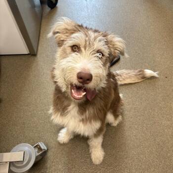 Hoot -  Husky and Poodle Dog for Adoption in Council Bluffs, Iowa - Hoot | PetCurious