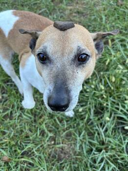 Juan -  Jack Russell Terrier and Feist Dog for Adoption in Shepherdsville, Kentucky - Juan | PetCurious