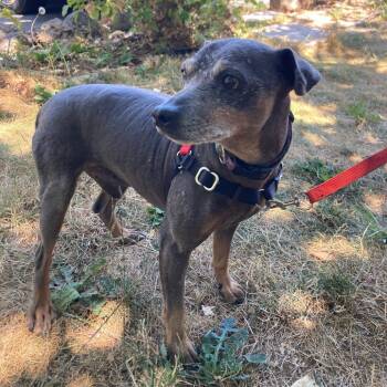 Rescue Xoloitzcuintli Mexican Hairless and Mixed Breed Dogs for Adoption in Sonoma, California - George | PetCurious