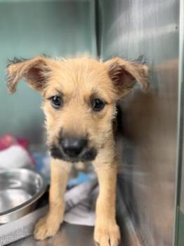 GRACE -  Schnauzer and Mixed Breed Dog for Adoption in Houston, Texas - GRACE | PetCurious