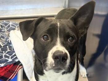 Rescue Mixed Breed Dogs for Adoption in Georgetown, Texas - Sonic | PetCurious