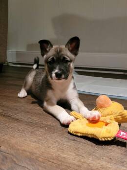 Krypt -  Mixed Breed Dog for Adoption in Athens, Ontario - Krypt | PetCurious