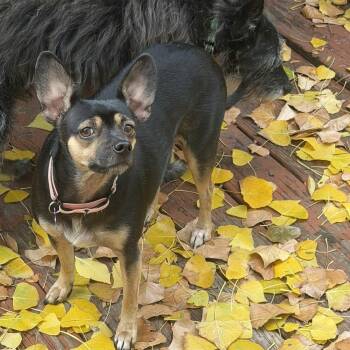 LIZZY -  Miniature Pinscher Dog for Adoption in Loveland, Colorado - LIZZY | PetCurious