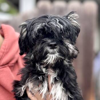 Shih Tzu Dogs Available for Adoption in Fresno, California - BABY LONNIE  | PetCurious