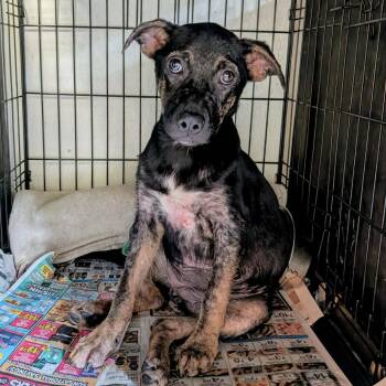 Yasmin -  Mixed Breed Dog for Adoption in Boaz, Alabama - Yasmin | PetCurious