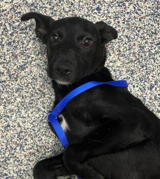 Ophelia -  German Shepherd Dog Dog for Adoption in Golden, Colorado - Ophelia | PetCurious