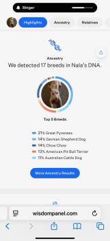 Nala -  Great Pyrenees and Australian Shepherd Dog for Adoption in Colorado Springs, Colorado - Nala | PetCurious
