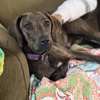 Mira -  Plott Hound and Mixed Breed Dog for Adoption in New Orleans, Louisiana - Mira | PetCurious
