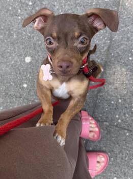 Littles -  Chihuahua Dog for Adoption in Bothell, Washington - Littles | PetCurious