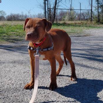 Pit Bull Terrier Dogs Available for Adoption - Troy | PetCurious