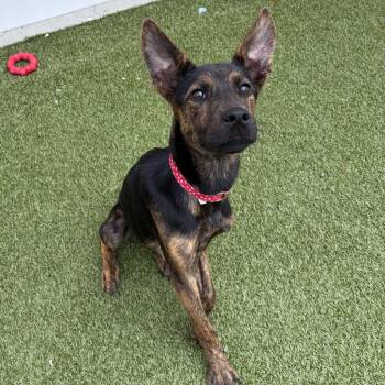 Narene -  Shepherd and Mixed Breed Dog for Adoption in Binghamton, New York - Narene | PetCurious