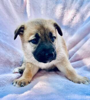 Cabernet -  Shepherd Dog for Adoption in Houston, Texas - Cabernet | PetCurious
