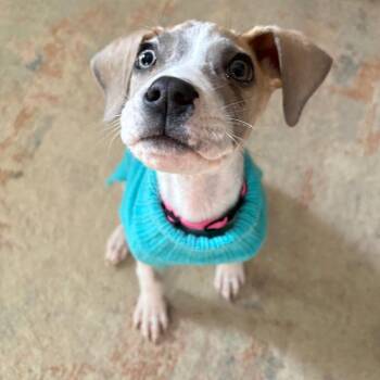 Lexi -  Great Dane and Shar Pei Dog for Adoption in Jasper, Indiana - Lexi | PetCurious