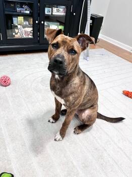 Rescue Boxer Dogs for Adoption in Youngsville, North Carolina - Aria | PetCurious