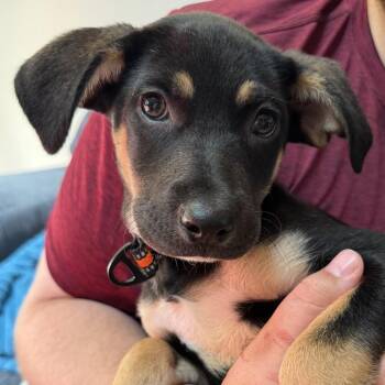 Nev -  Mixed Breed Dog for Adoption in Alma, Wisconsin - Nev | PetCurious