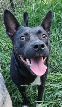Prim -  Mixed Breed Dog for Adoption in Joppa, Alabama - Prim | PetCurious